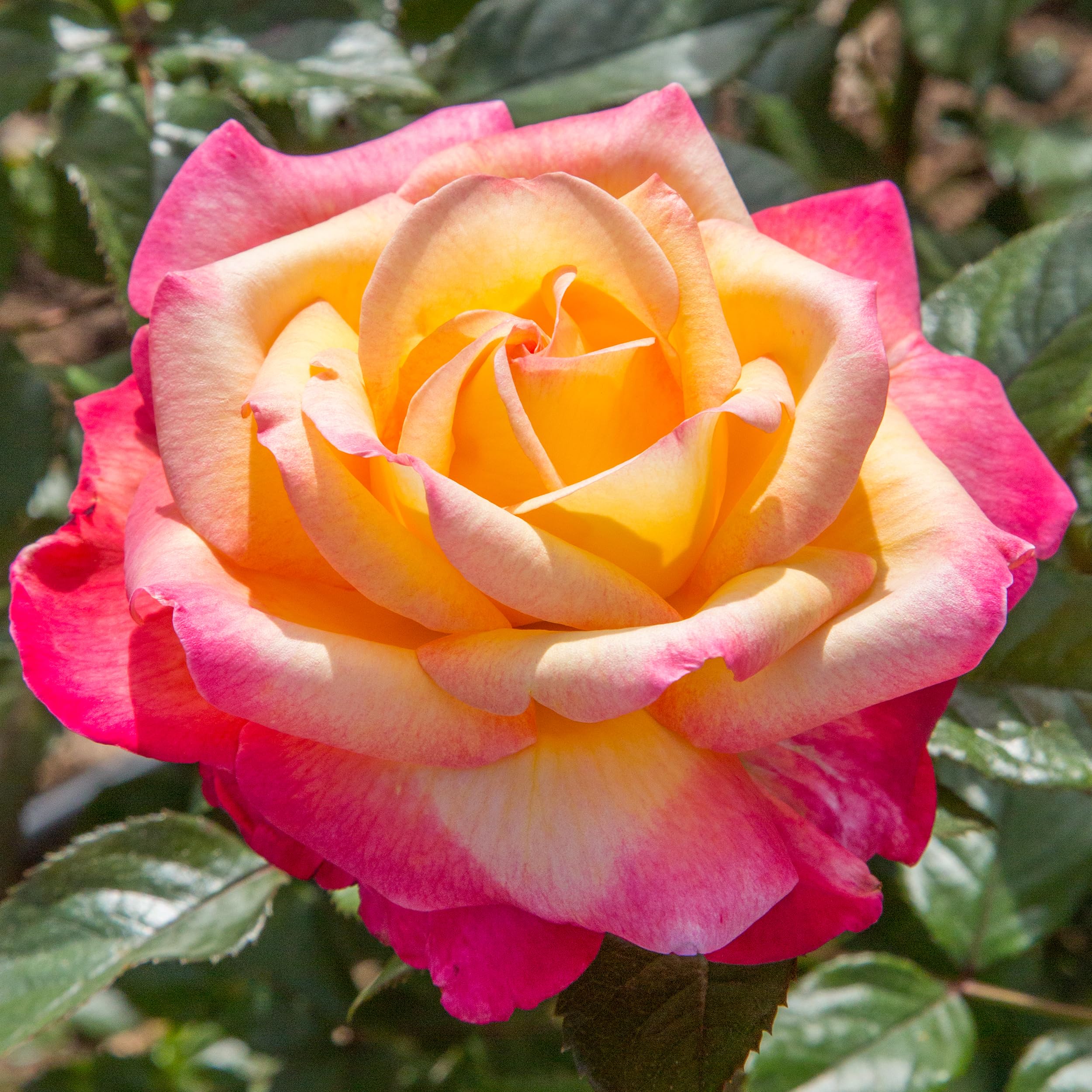 Amazon.com : Heirloom Hybrid Tea Roses, Live Own Root Plant for