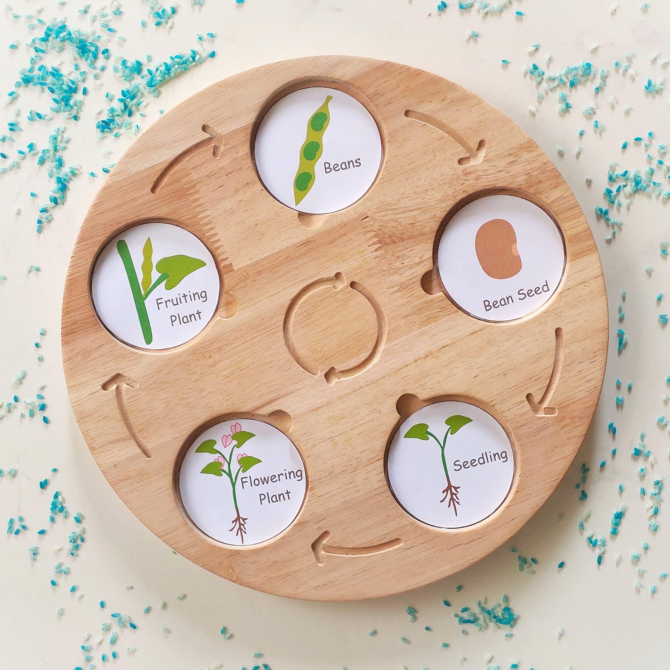 Wooden Life Cycle Board, Nature and Science Learning Aid- Double Sided