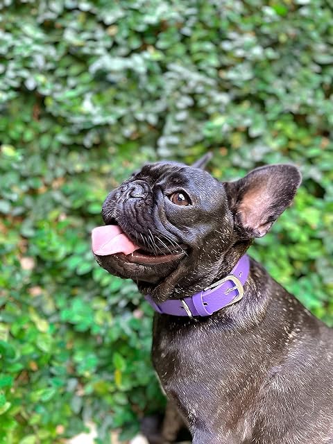 Foto 7 de 8 de Tuff Pupper Collar clásico para Perro Resistente