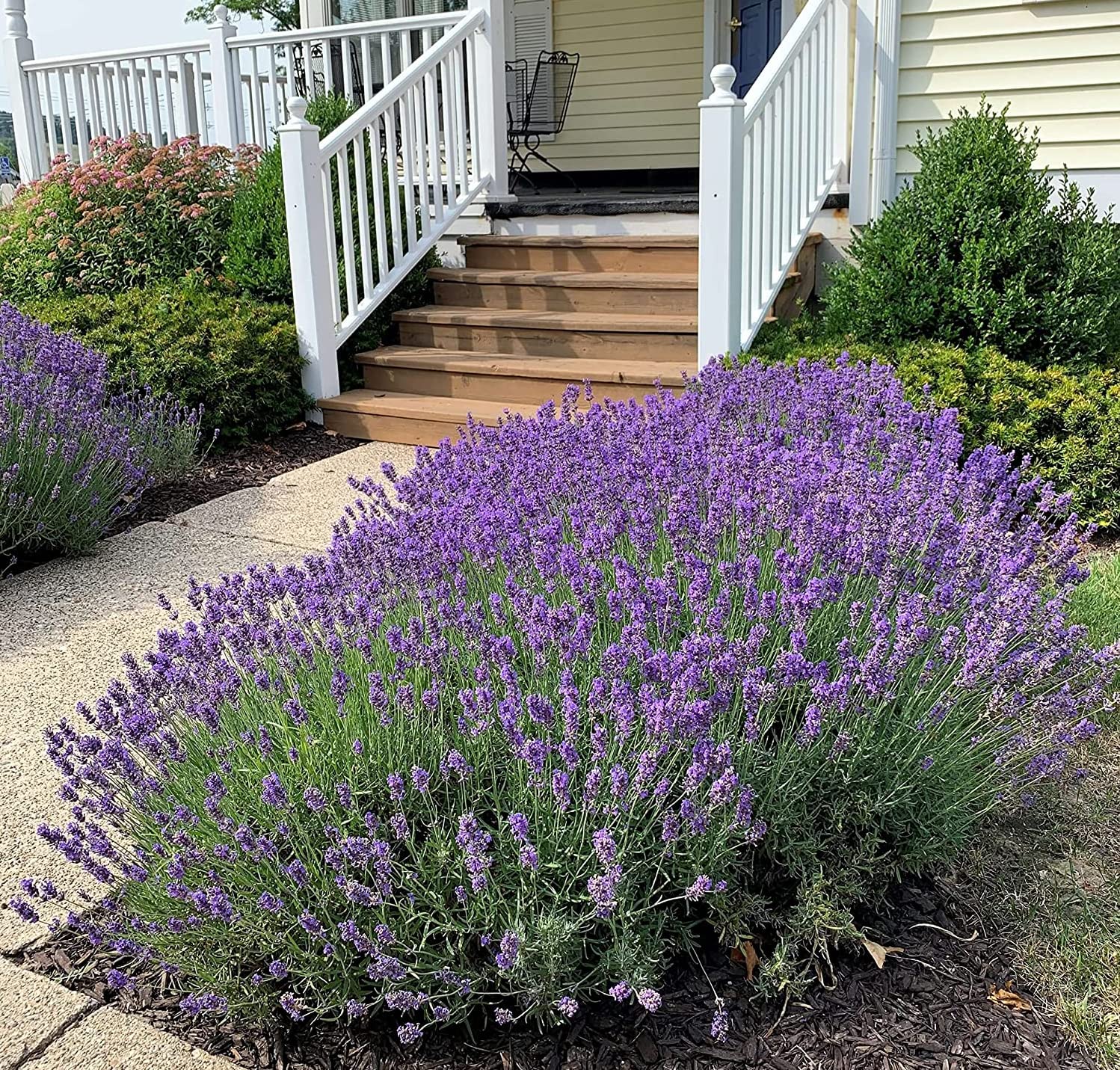 Gromax India Lavender Seeds For Planting Hybrid F1 Lavender Plant Live With Pot And Best For Home Garden (Pack Of 40 Seeds) (B0BVR5RRD1) Amazon Price History, Amazon Price Tracker