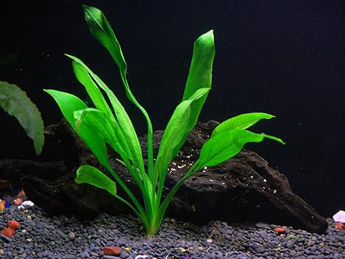 Miniatura 5 de Más de 30 tallos - 8 especies - Anacharis Tienda Rotala Ludwigia y mucho más
