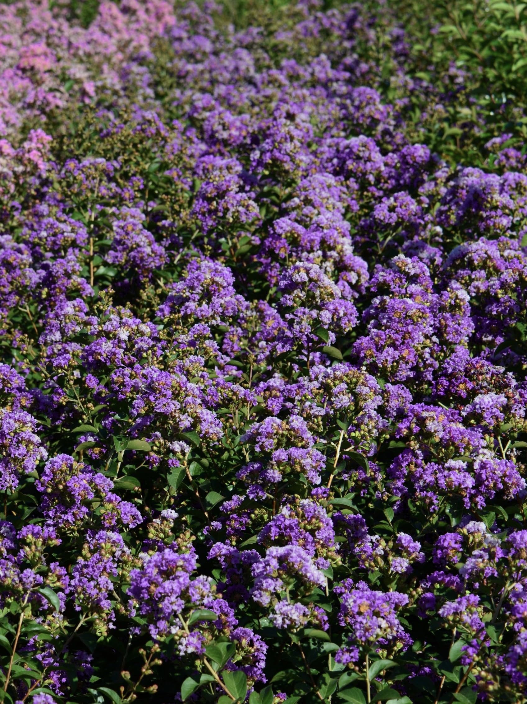 Lagerstroemia Indica Petite Orchid - Pianta Da Giardino Con Fiori Rosa-viola, Vaso 19cm - Foto 4