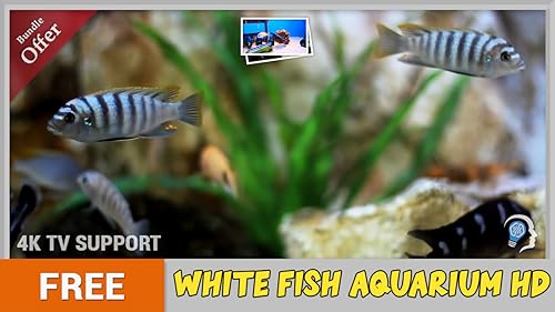 aquário de peixe branco grátis HD - decore seu quarto com um lindo aquário em sua TV HDR 4K, TV 8K e