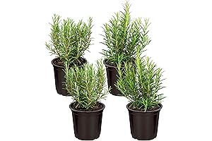 Bring the Outdoors Indoors: Live, Aromatic Rosemary Christmas Trees