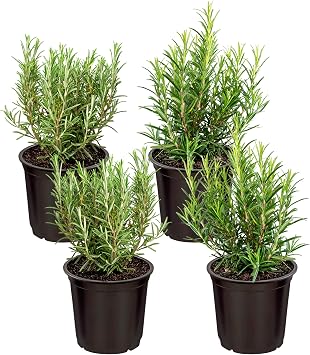 Live Aromatic and Edible Herb - Rosemary 4 Per Pack, Naturally Improves Breathing and Air Quality, 8" Tall by 4" Wide