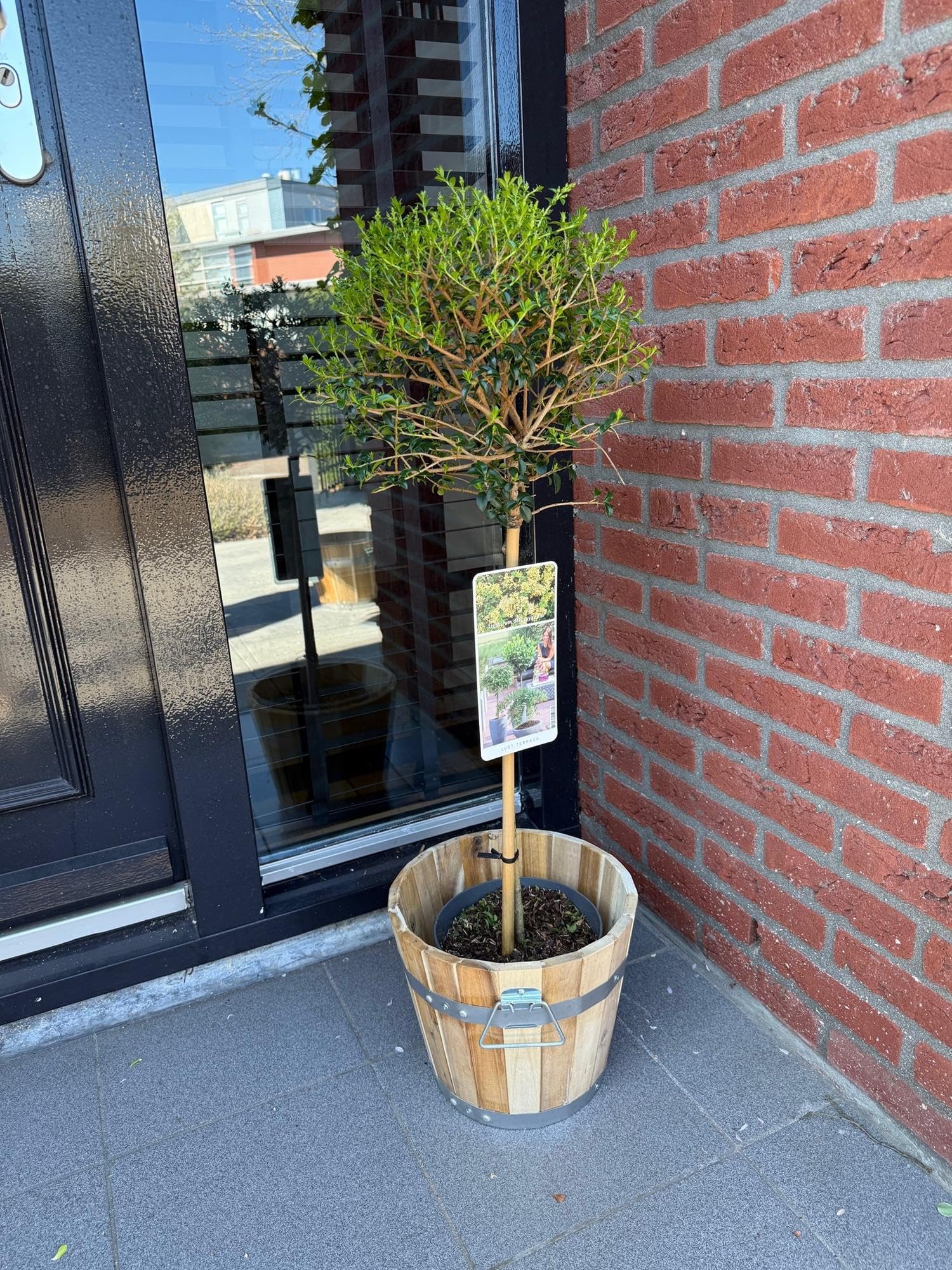 Ligustrum delavayanum roślina łodygowa, zimozielona, łatwa w pielęgnacji, Ø 19 cm, wysokość ok. 90 cm, ochrona przed spojrzeniami, na taras i balkon