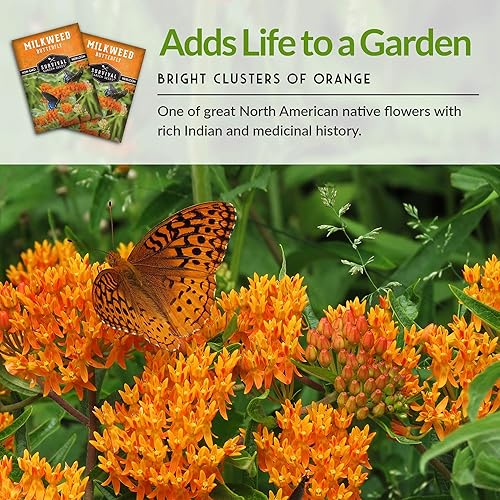 Miniatura 6 de Survival Garden Seeds - Semillas de milkweed Butterfly para plantar - Paquete con instrucciones para plantar y cultivar su propio jardín - Semillas