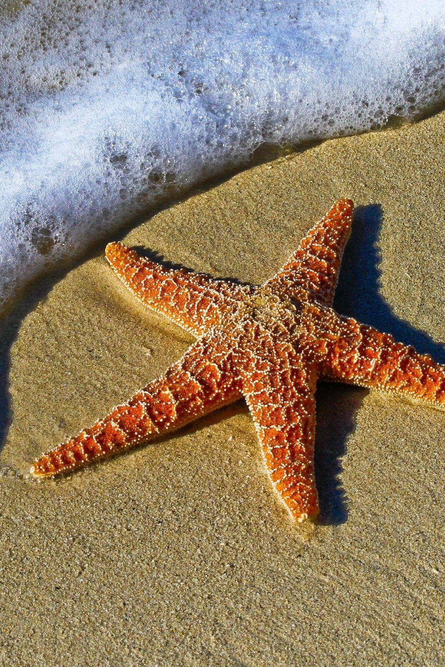The Starfish Journal: 150 page lined notebook/diary