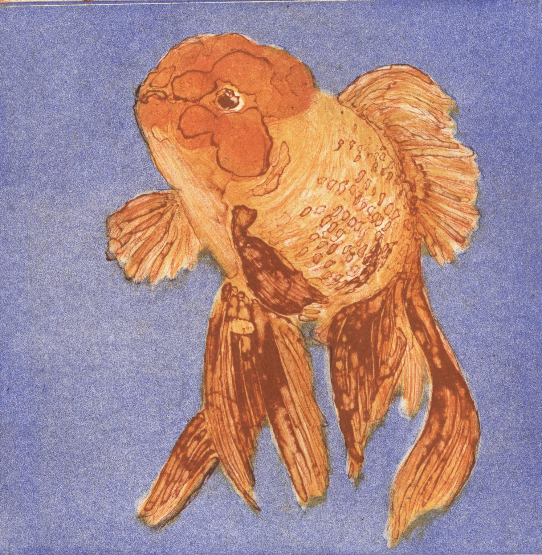 Black/Gold Oranda