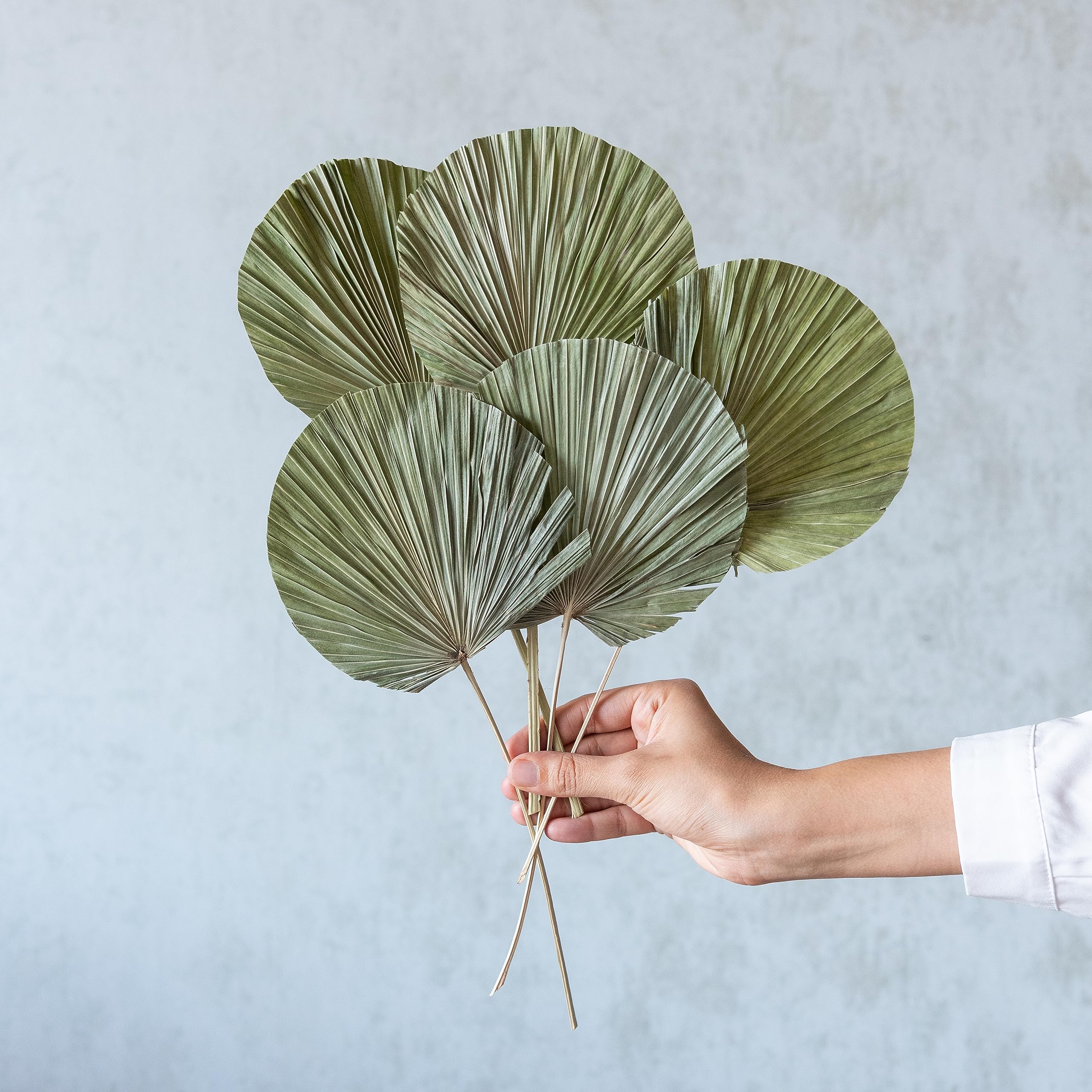 Round Green Palm Leaves (Set of 5) | Flowers and Fillers | Natural Dried Plant-image-0