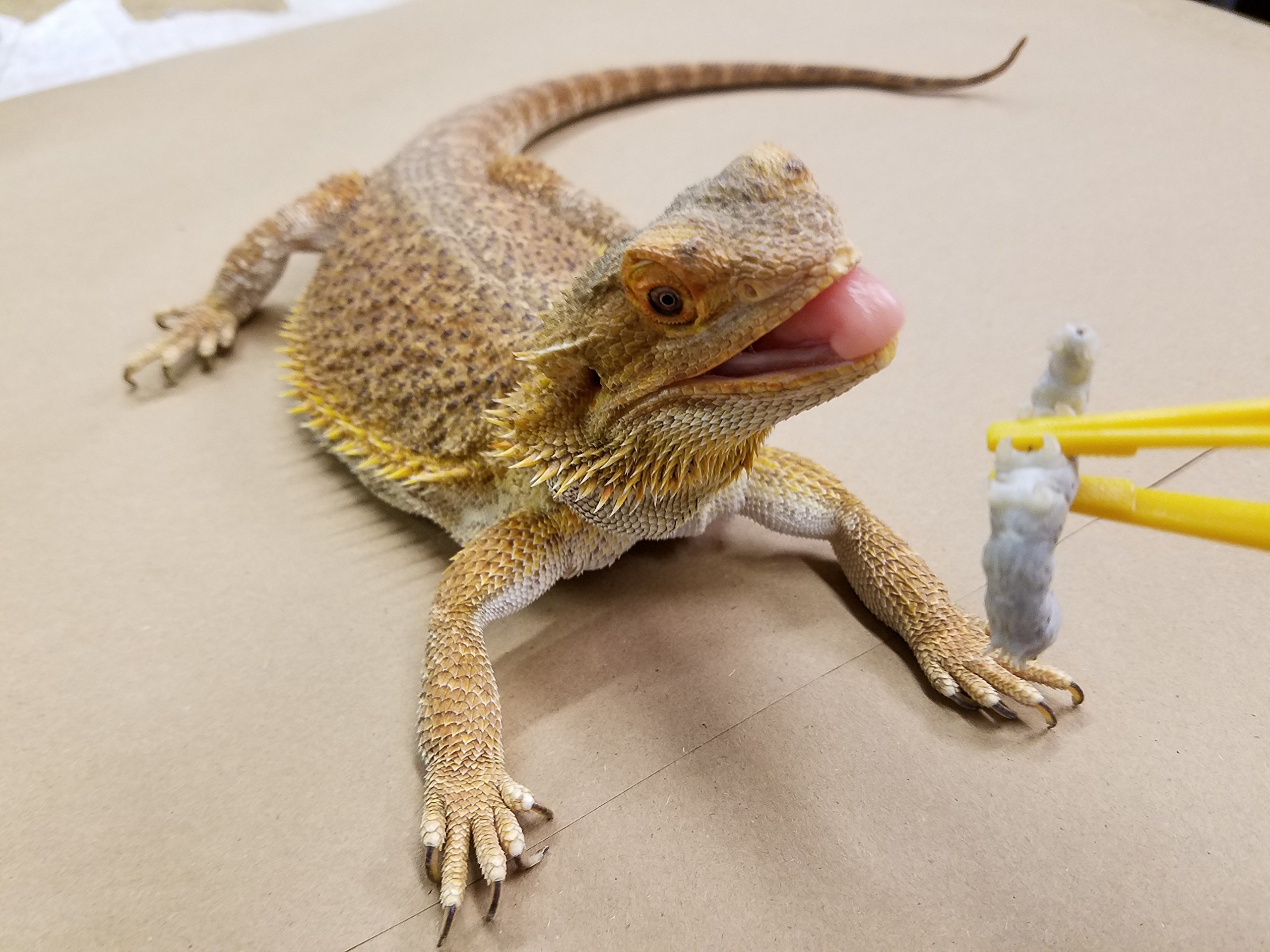 DBDPet's Premium Live Silkworms (1520) Chameleon, Bearded Dragon