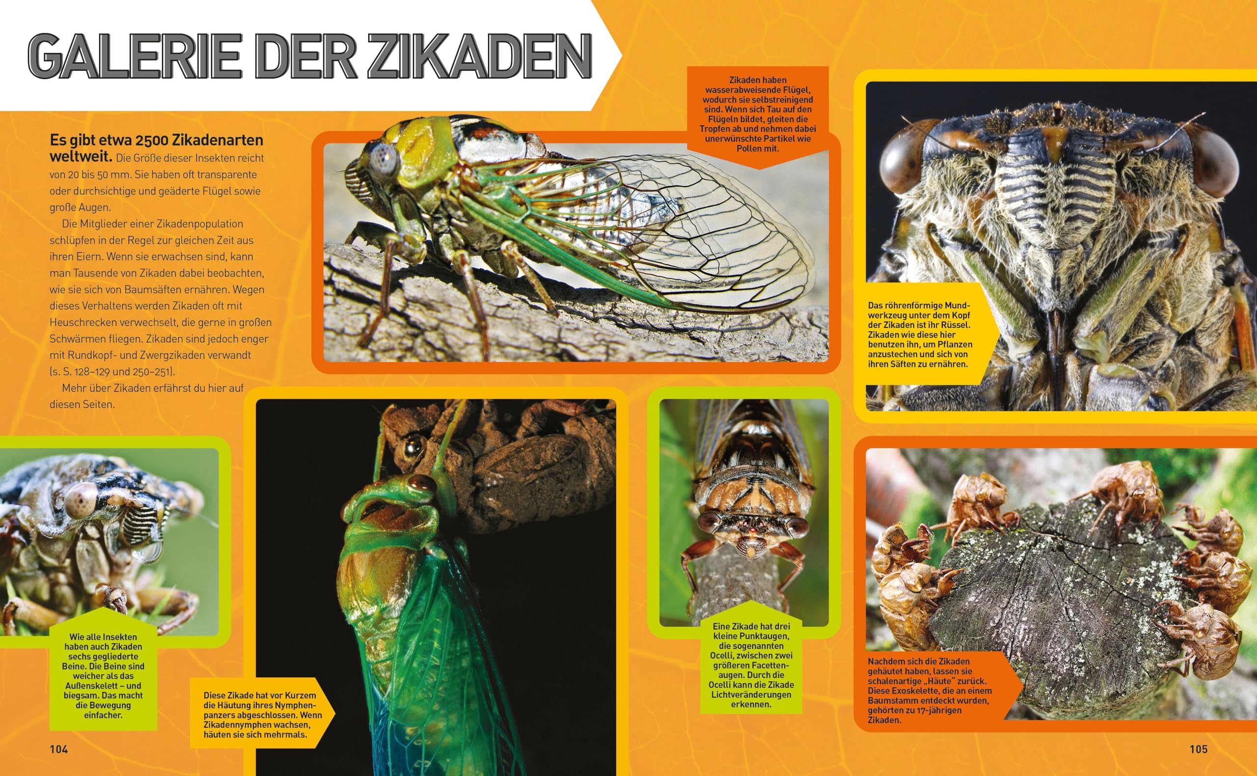 Insekten-Enzyklopädie: Die Wunderwelt von Käfer & Co.: National Geographic Kids