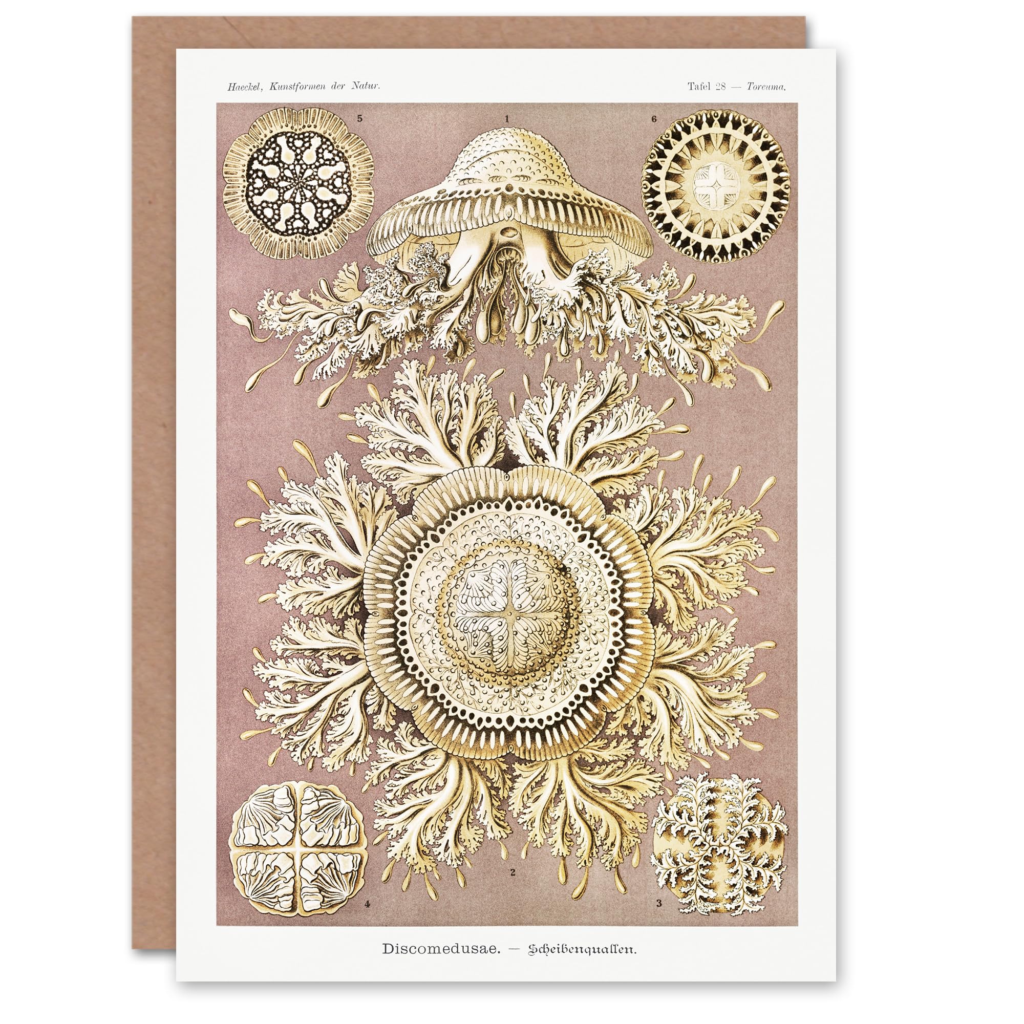 Artery8 Ernst Haeckel Art Card Jellyfish Discomedusae Vintage Illustration