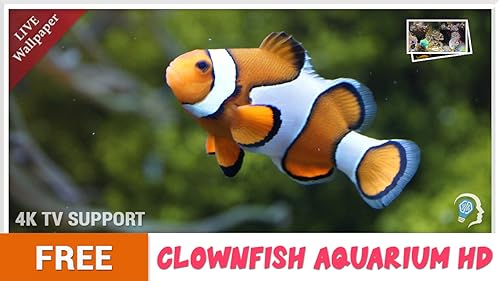 free clown fish aquarium HD - decore seu quarto com um lindo aquário em sua TV HDR 4K, TV 8K e dispo