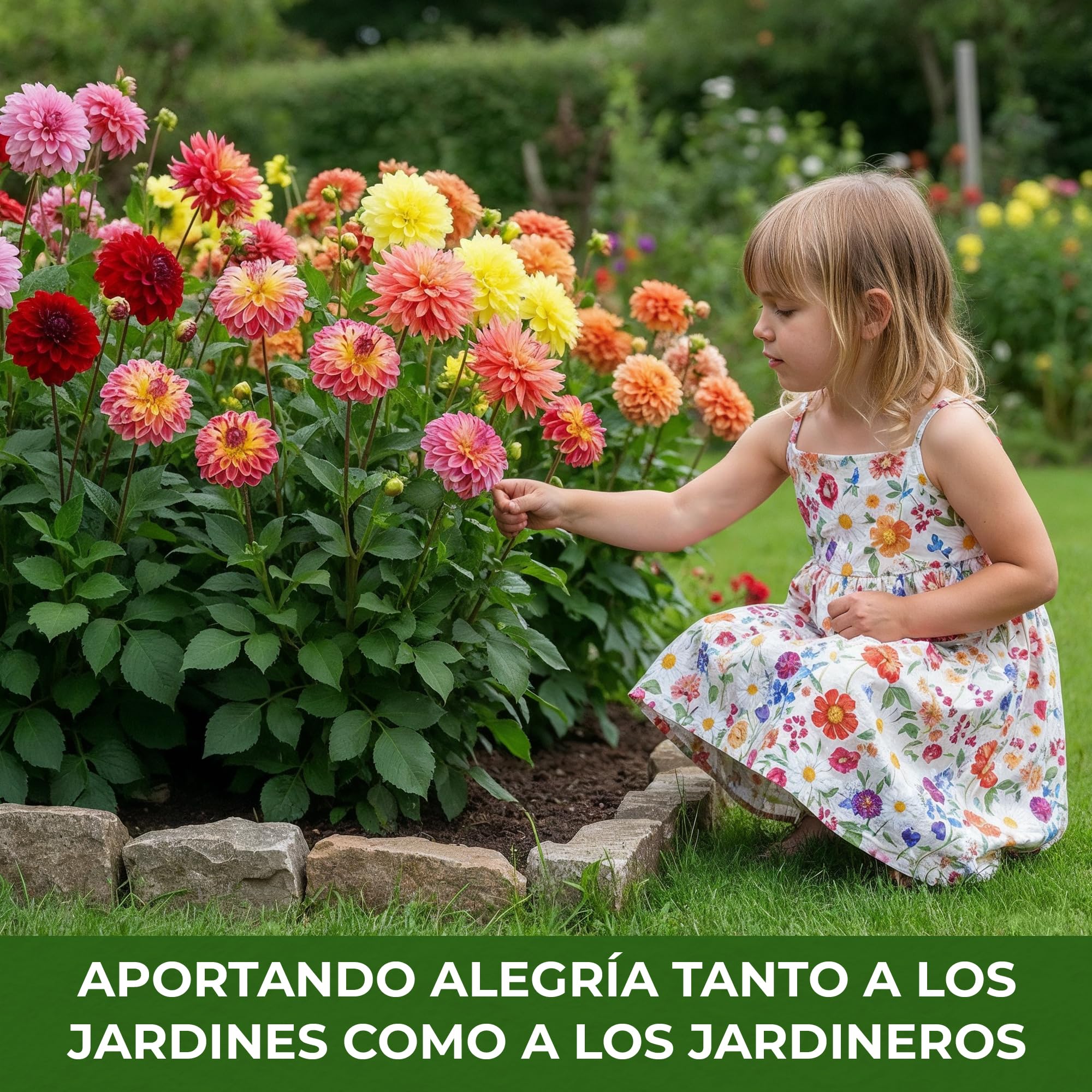 Dahlia Tubers Grand Collection, paquete de regalo con mezcla de 5 variedades de bulbos de dalia de Holanda, mezcla exclusiva de tubérculos de dalia para jardín y macetas(sin semillas, no artificiales)