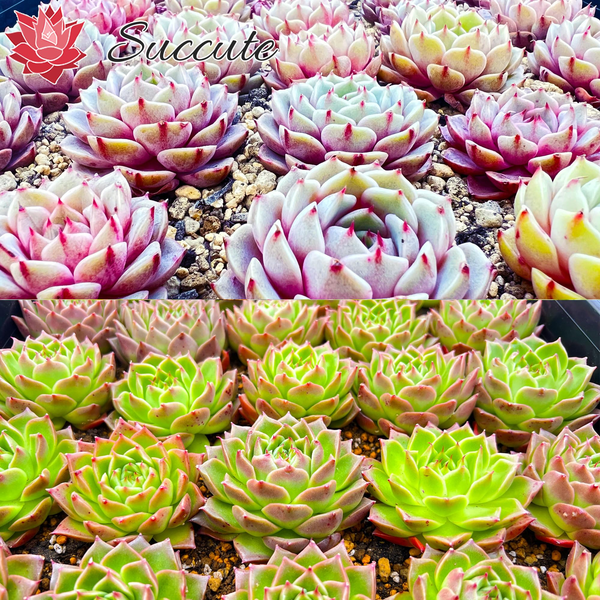 Amazon.co.jp: 【Succute】エケベリア 韓国苗（発根済み抜き苗）『特定