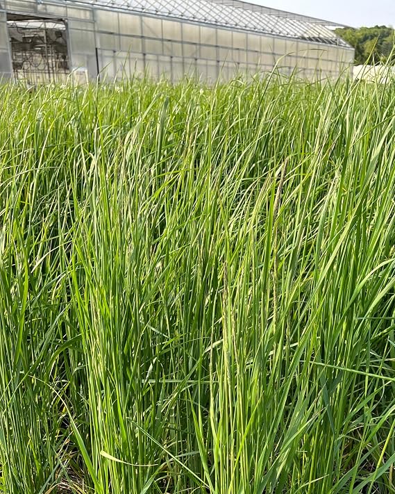 Perennial Farm Marketplace Calamagrostis a. 'Karl Foerster' (Feather Reed) Ornamental Grasses, Size-#1 Container, Yellow Spikes