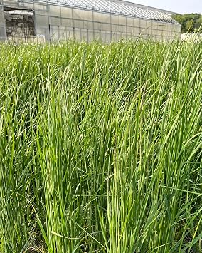 Perennial Farm Marketplace Calamagrostis a. 'Karl Foerster' (Feather Reed) Ornamental Grasses, Size-#1 Container, Yellow Spikes