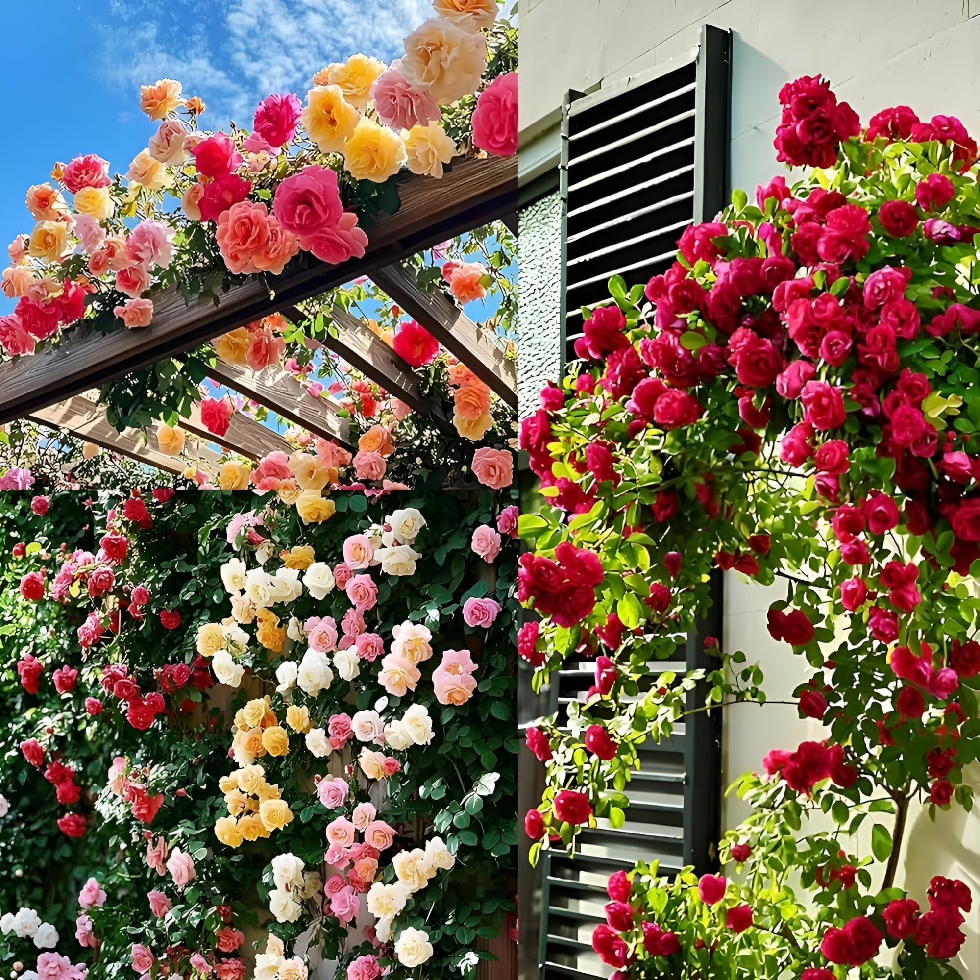 All Season Climbing Rose Seeds – Multi Colour Hybrid Variety with 96% Germination for Balcony, Terrace, Home Garden & Outdoor Beautification || 80+ Seeds