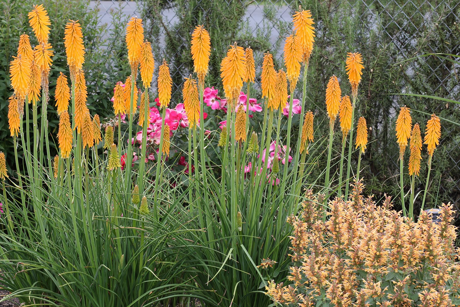 Stauden Gänge 5 x Kniphofia 'Mango Popsicle' Fackellilie Orange winterhart | Fackellilie – winterharte Staude & Dauerblüher für sonnige Beete, mehrjährig, bienenfreundlich, 1 L Topf (11x11 cm)
