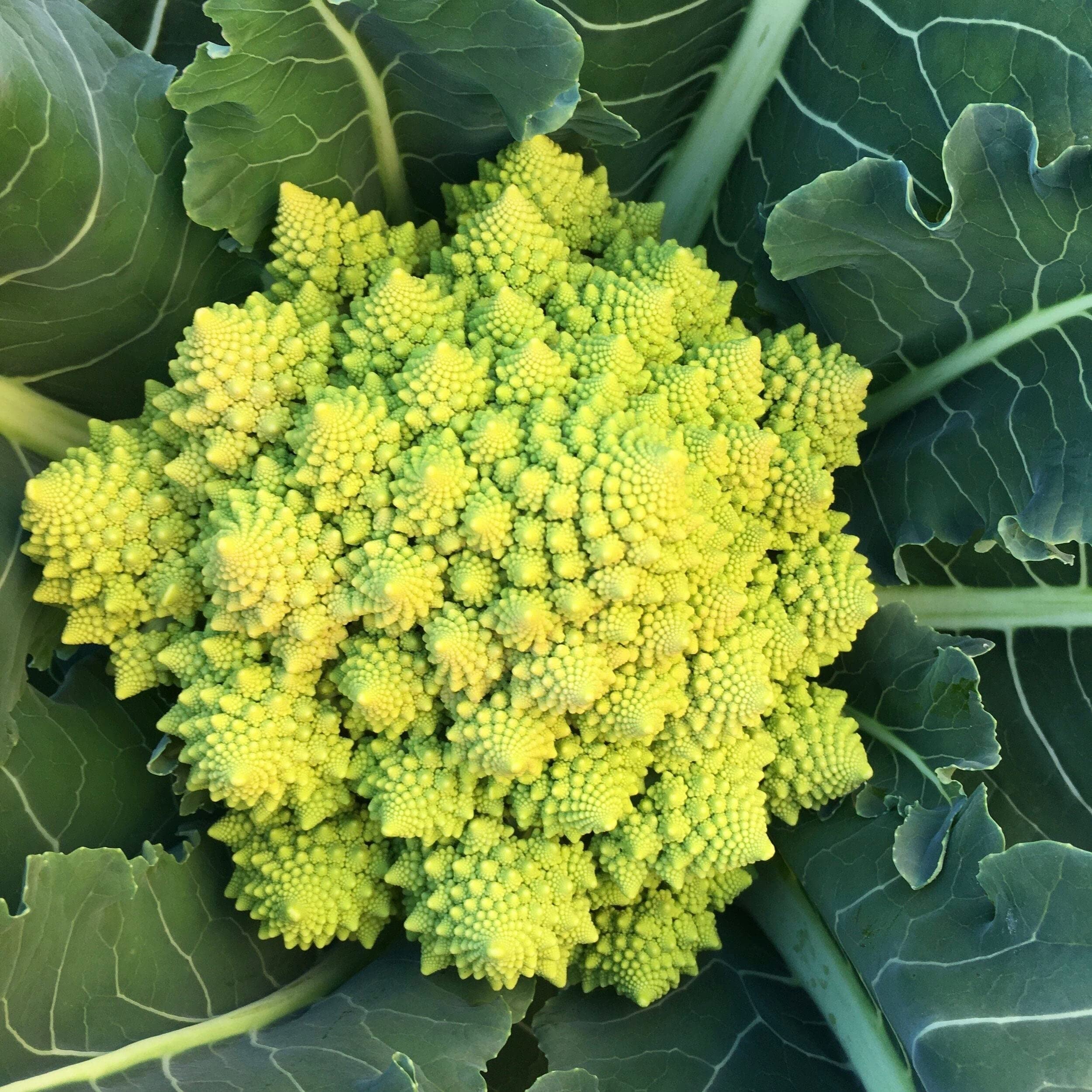 Broccoflower Seed
