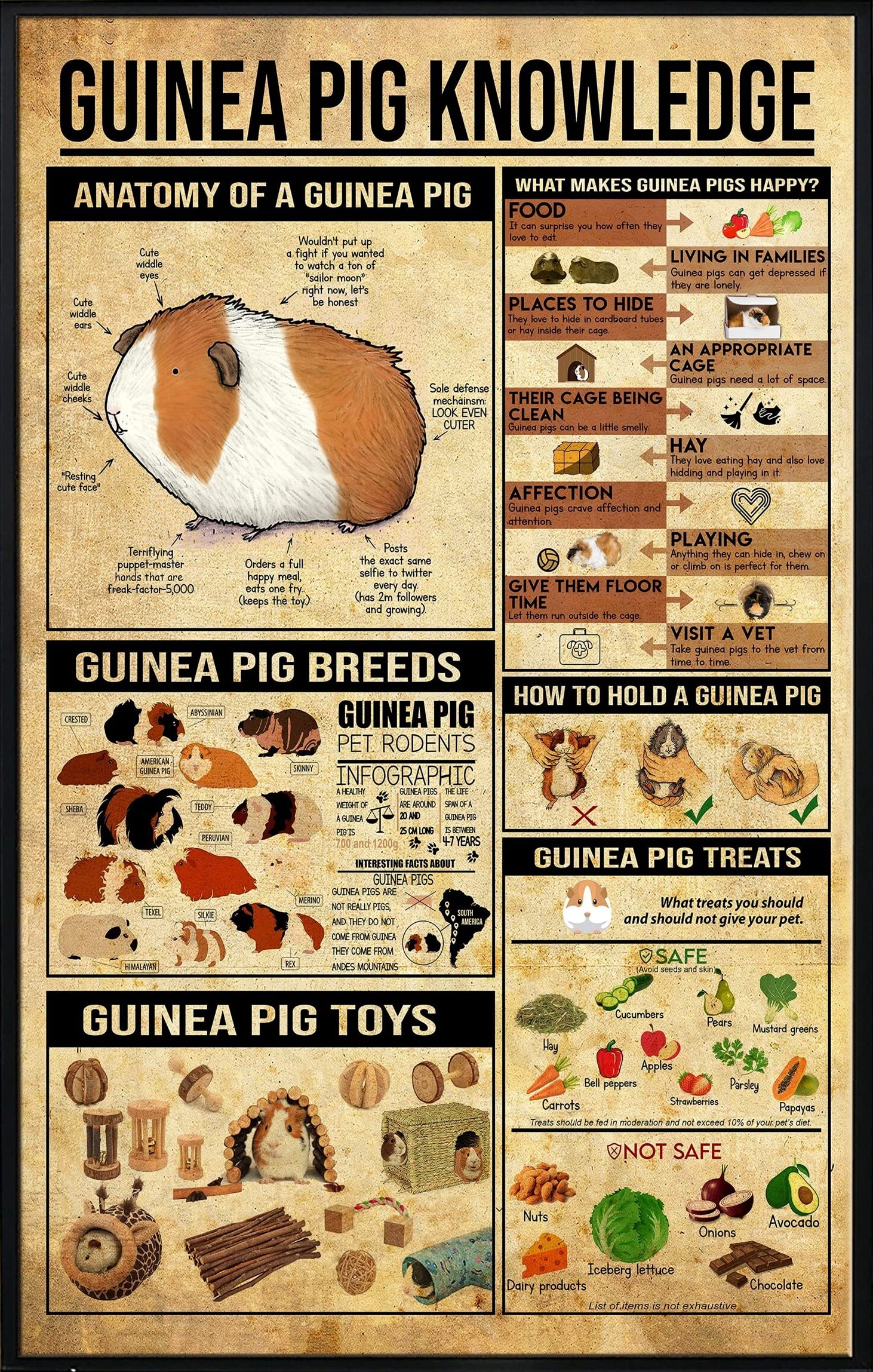 rayprint Tin Sign Wall Decor Guinea Pig Knowledge Cute Coffee Station Decor Farmhouse 8x12 inch