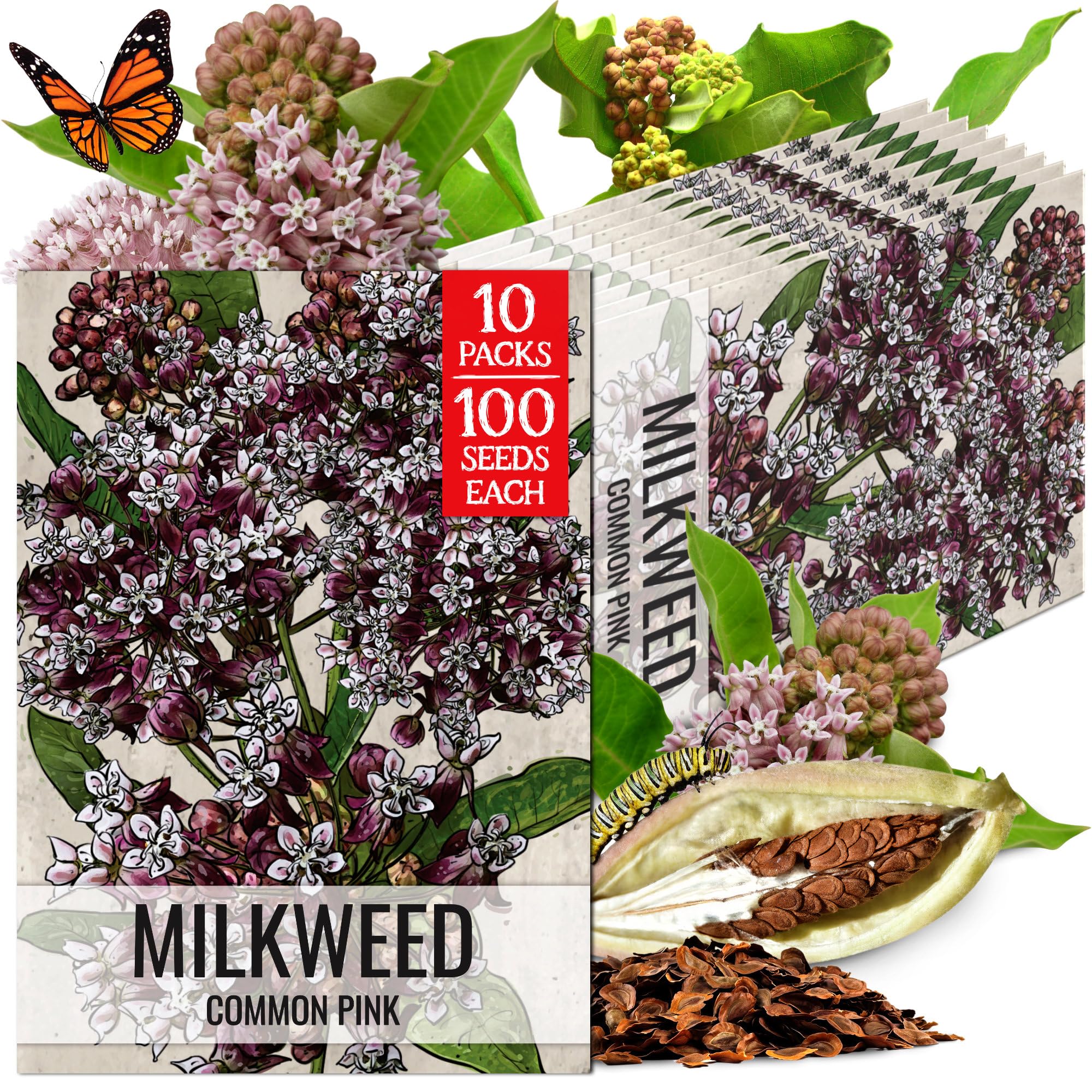 Seed Needs Pink Common Milkweed Seeds for Monarch Butterflies 10 Pack