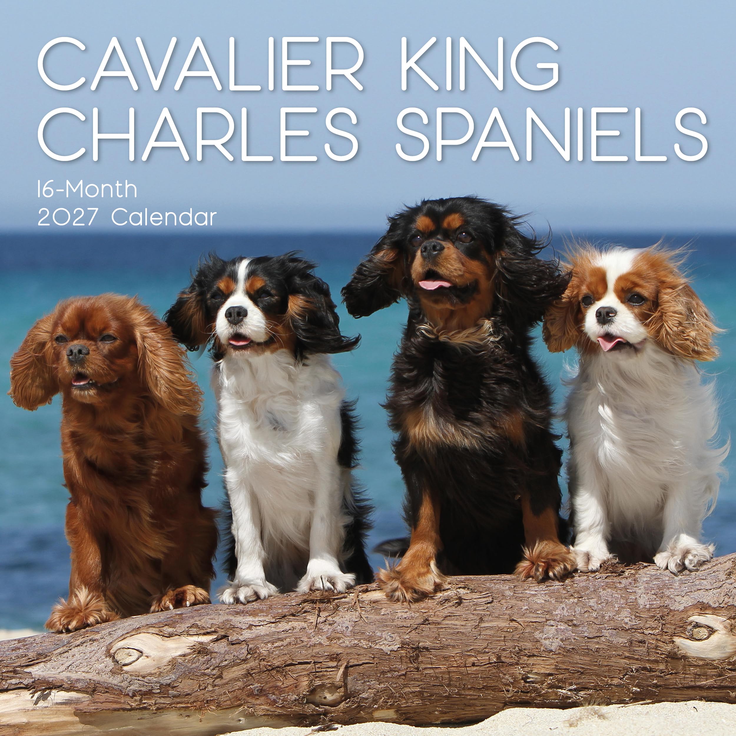 TGSC | Cavalier King Charles Spaniels 2026-2027 Calendar, 16-Month Square Wall Calendar (Sept 2026 – Dec 2027), UK Planner with Spaniels, For Dog Lovers, Home Decor, Office Organiser | 30 x 30 cm