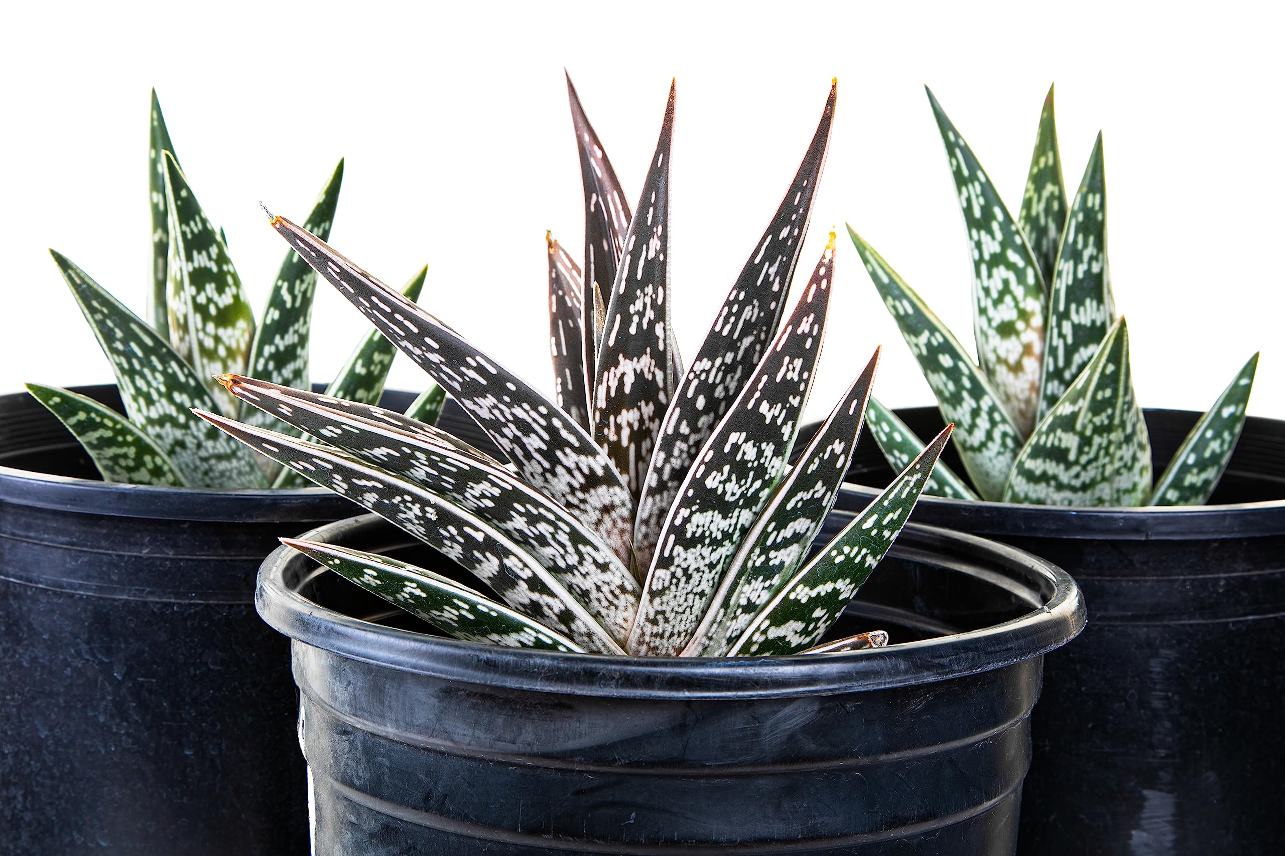 Amazon.com : Cactus Outlet Aloe Vera Plant - Live Indoor & Outdoor Plant - Partridge  Breast Aloe House Plant - Landscape Ready Live Plant Delivered Right to  Your Door - Aloe Vera
