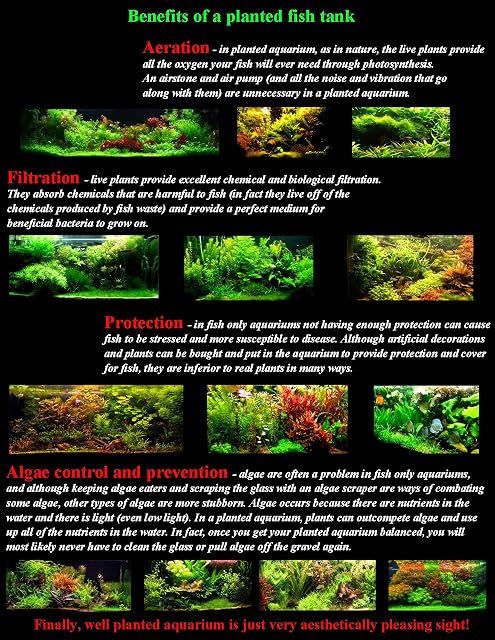 Foto 3 de 5 de 15 plantas de acuario vivas/7 tipos diferentes