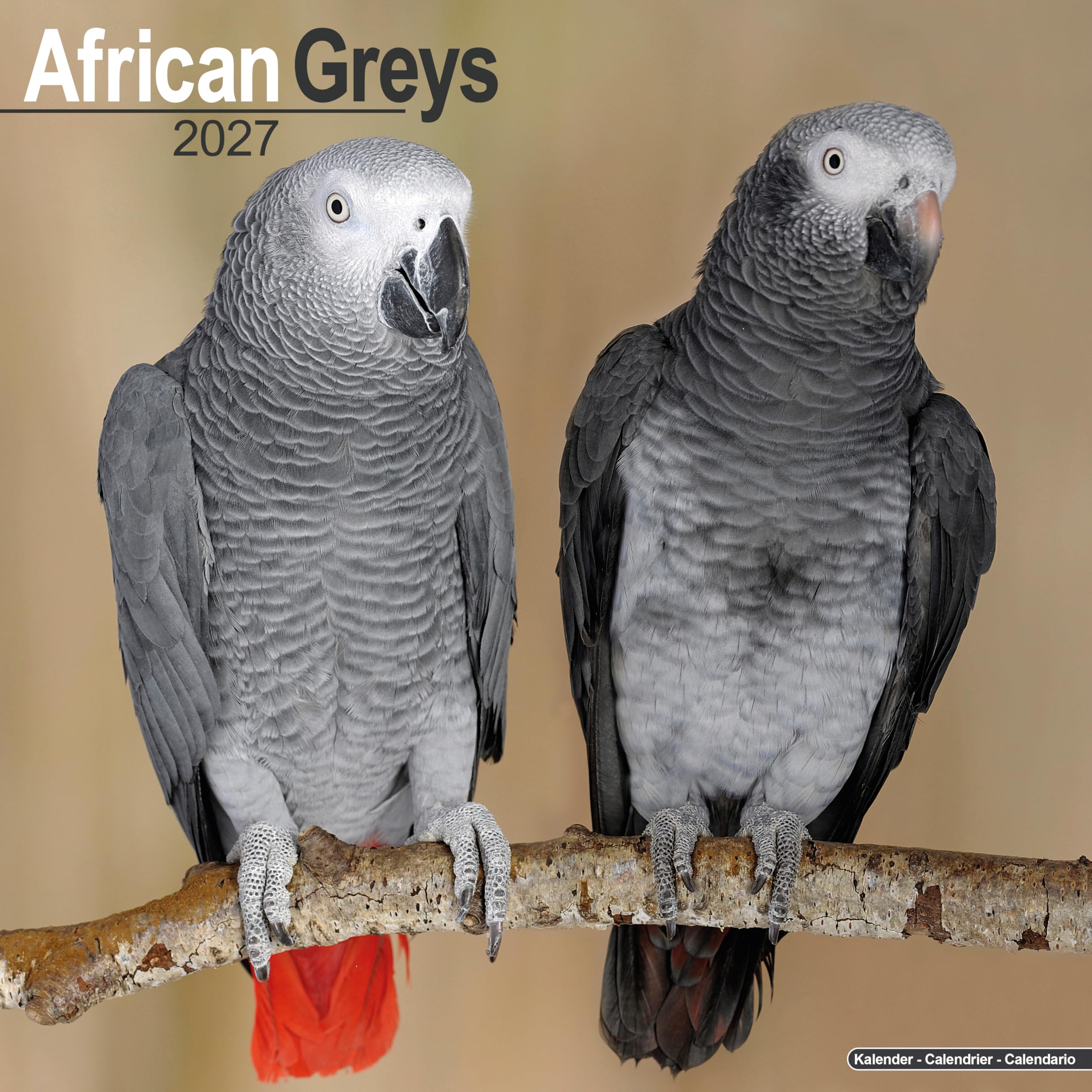 African Greys 2027 Calendar | Square Wall Calendar | Bird Gift | Plastic Free Packaging | by Avonside Publishing