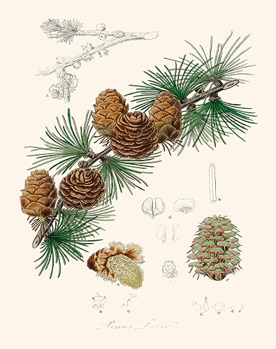 Miniatura 3 de Ink Inc. - Impresiones botánicas vintage  Plantas de bosque de Ink Inc.  Arte de pared  Arte de naturaleza  Setas de flores silvestres Cono de pino