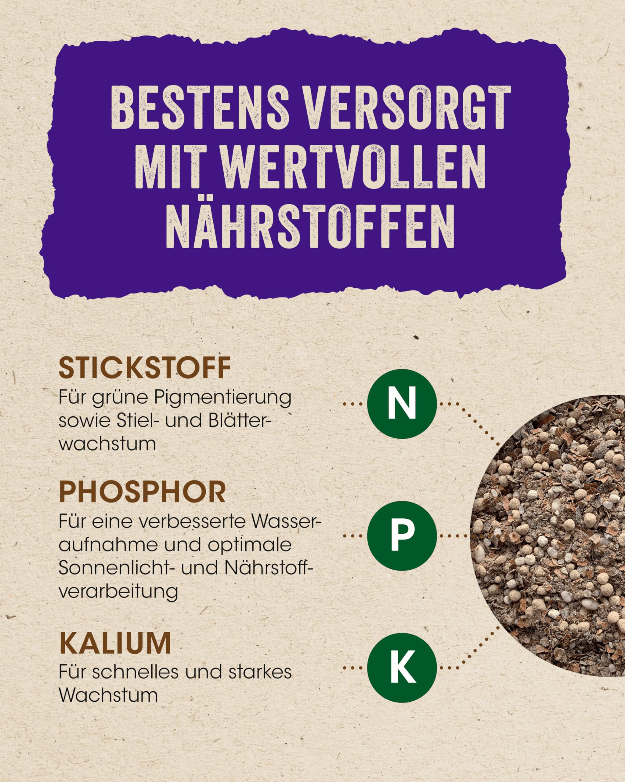 Allflor Rhododendrondünger I 10 x 2,5 Kg I Organisch-Mineralische Nährstoffkombination für Moorbeetpflanzen I Rhododendron Dünger in der Faltschachtel I Magnesium-betontes Düngemittel