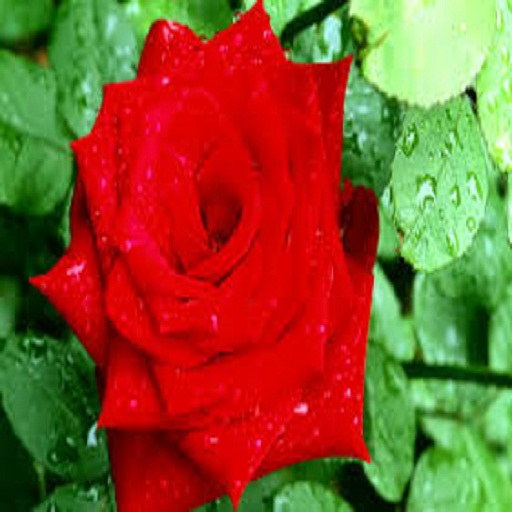 Easy to use Red Roses