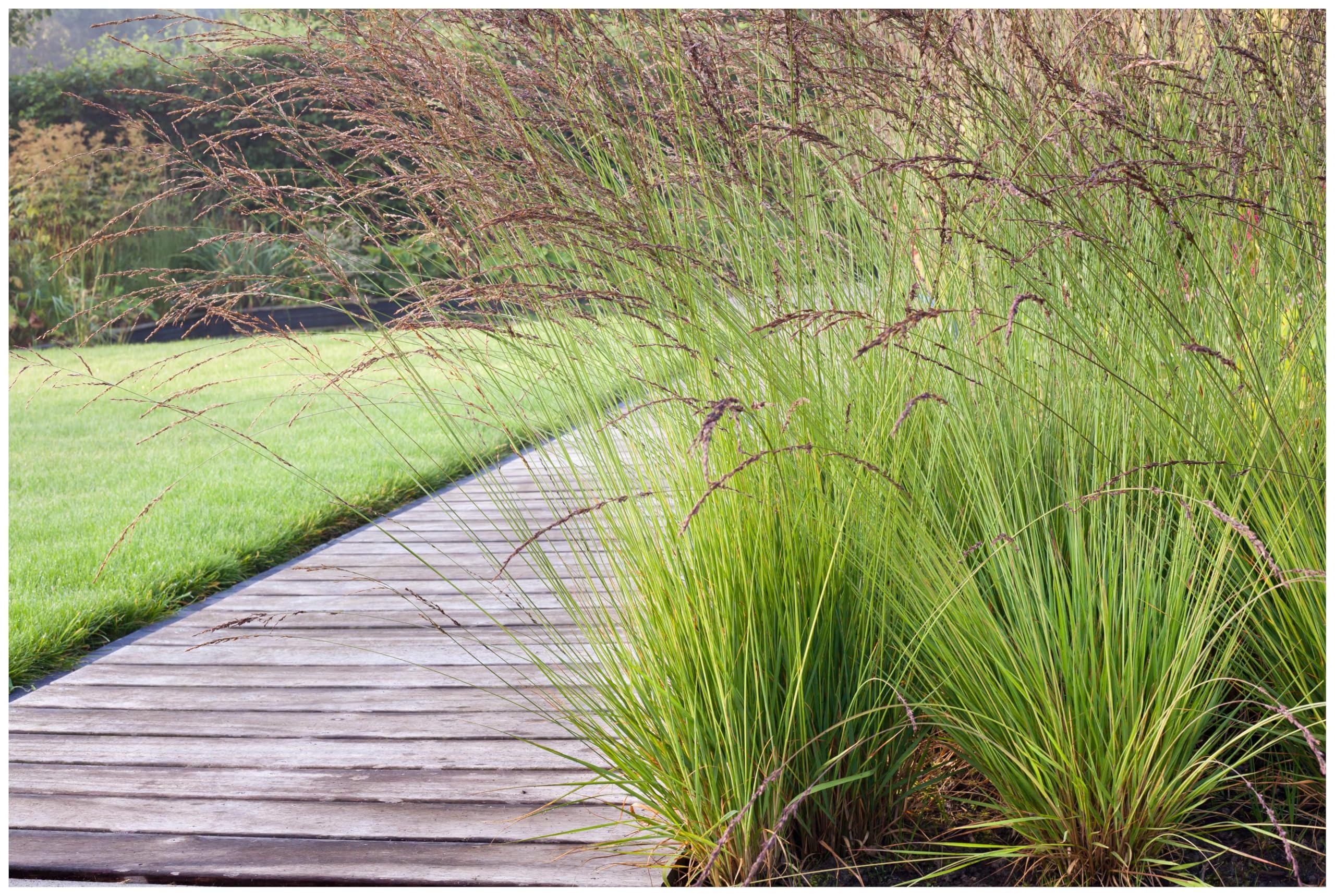 Stauden Gänge 10 x Molinia caerulea 'Edith Dudszus' Kleines Pfeifengras