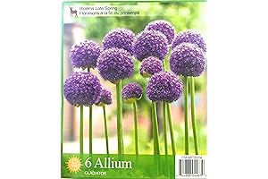 6 Allium 'Gladiator' Bulbs