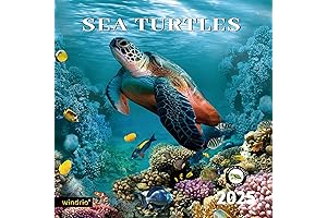 2024 2025 Mermaid Wall Calendar