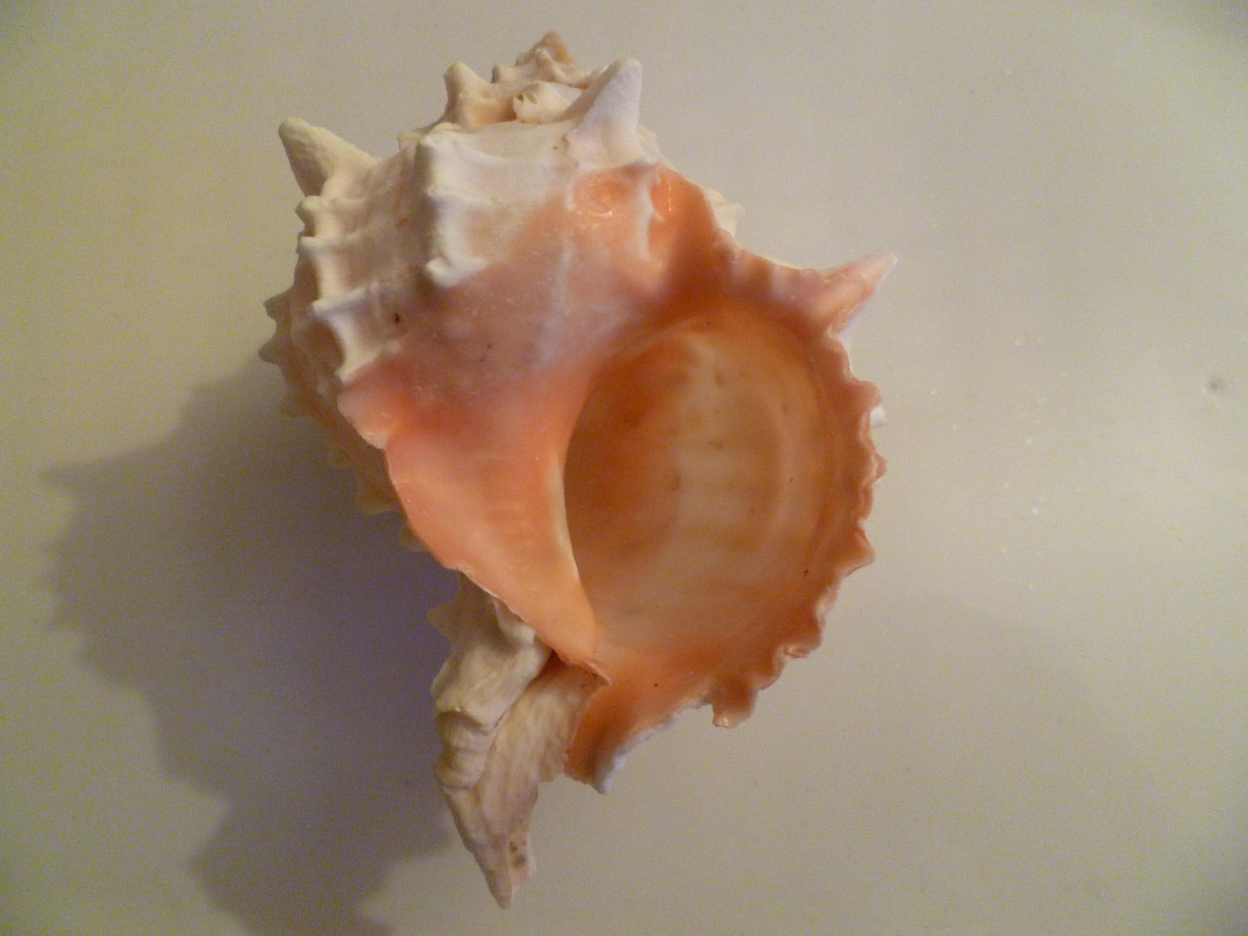 Pink Murex Sea Shell