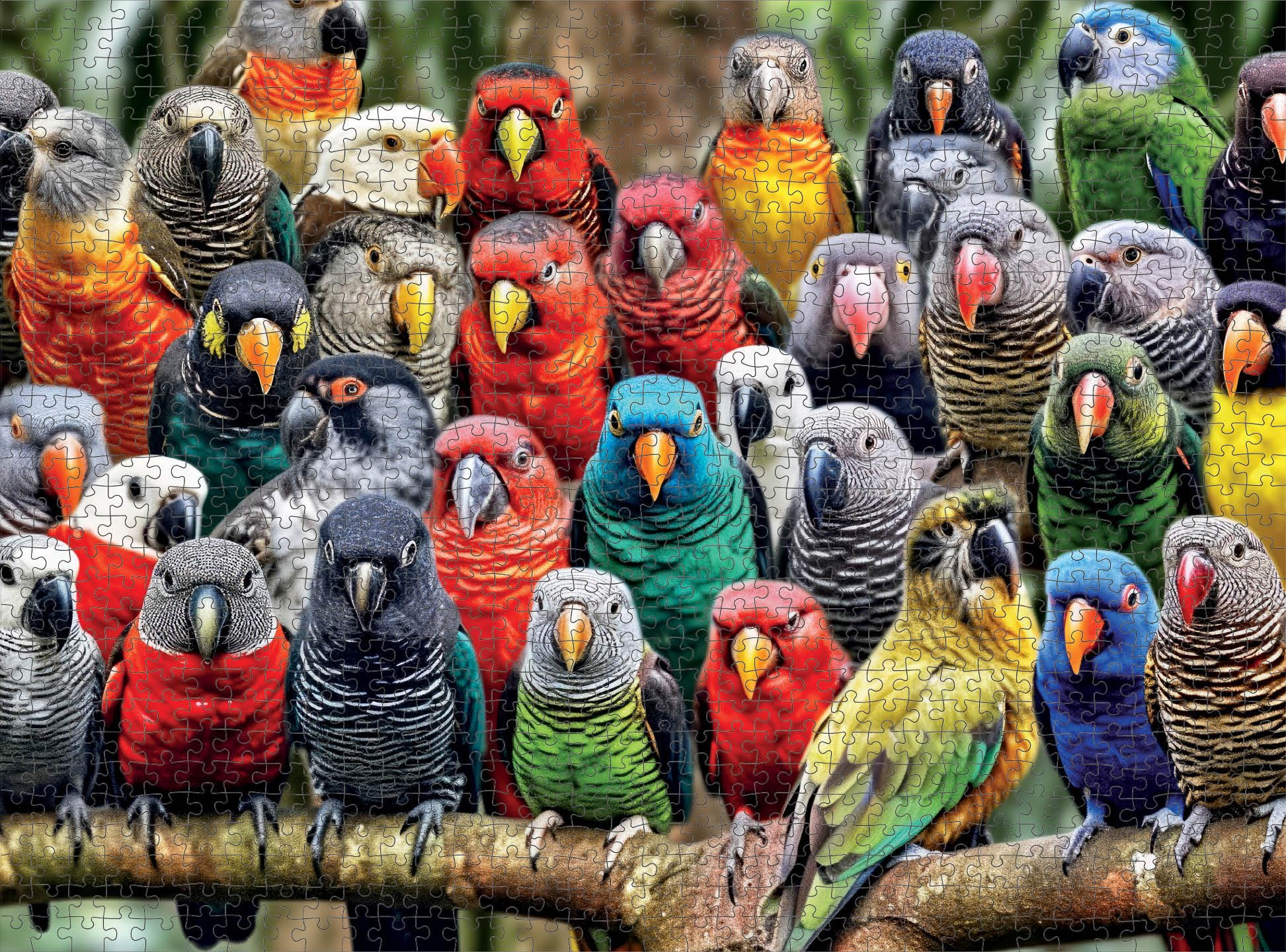 Cross & Glory - Kaleidoscope of Feathers - 1000 Piece Jigsaw Puzzle for Adults | Unique Bird Artwork | Best Challenging Puzzles for Cognitive Workout