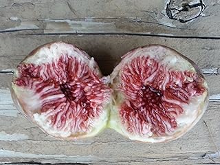 5 Fresh Fig Fruit Tree Cuttings, 8" Long