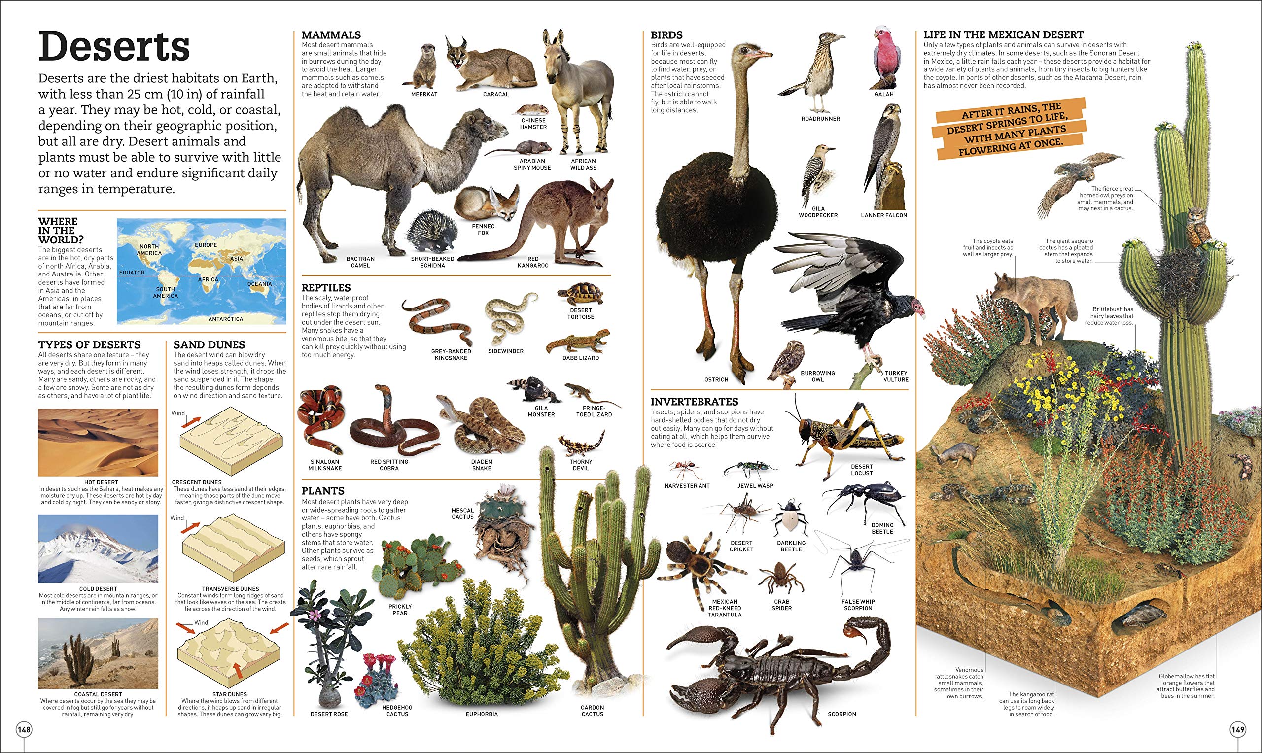 Picturepedia: an encyclopedia on every page