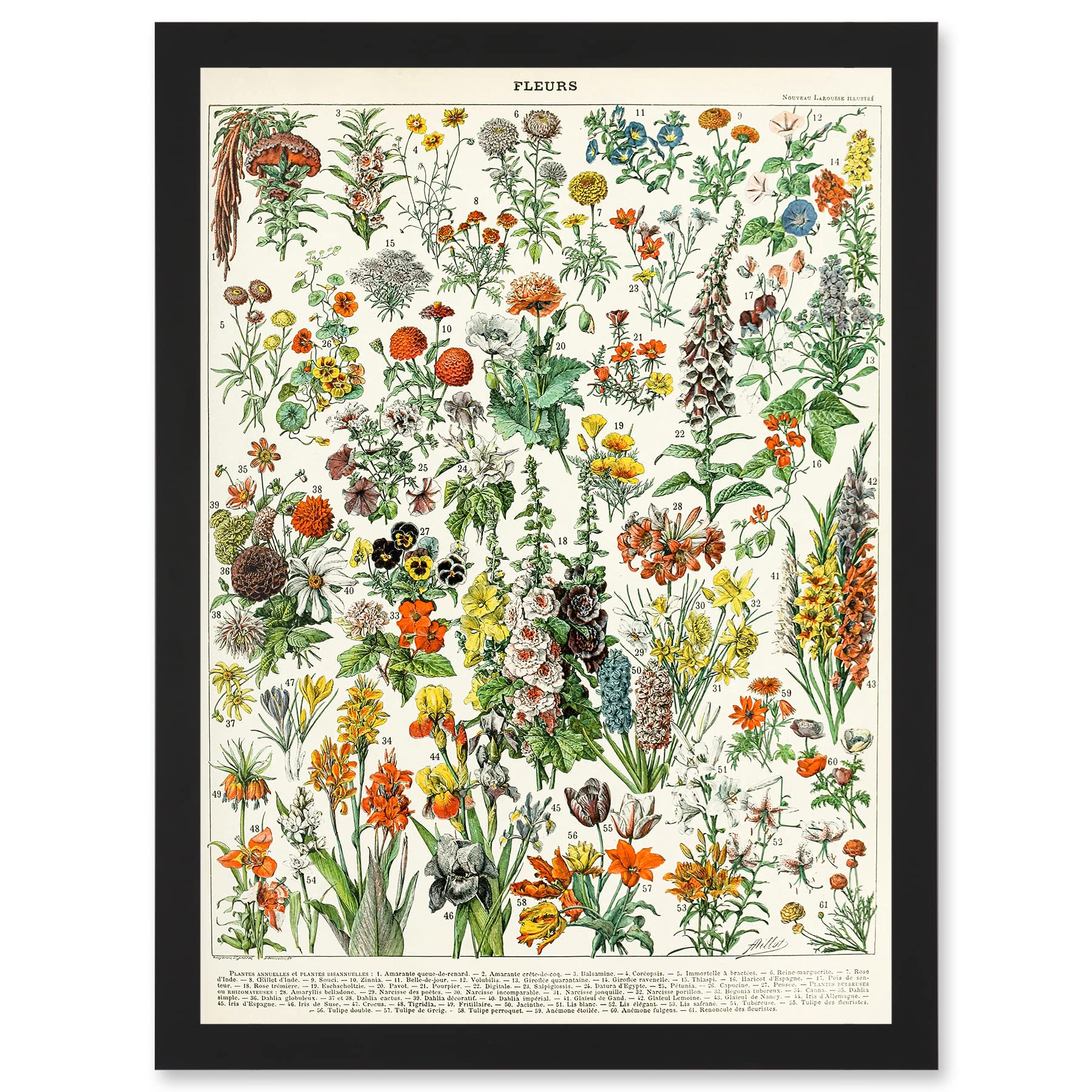B&Q -  Flowers Plants Multicolored Botanical Wall Art PrintA4 Size
