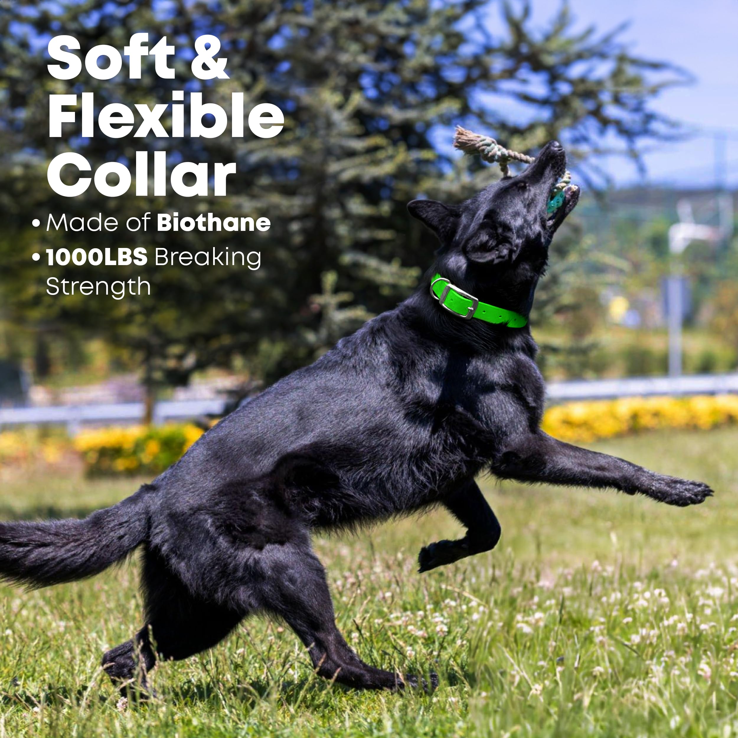 Regal Dog Products Collare e guinzaglio per Cani Resistenti all'Acqua Verde - Fettuccia Rivestita in Vinile su Misura, Doppia Fibbia e Anello a D per Cani di Taglia Media
