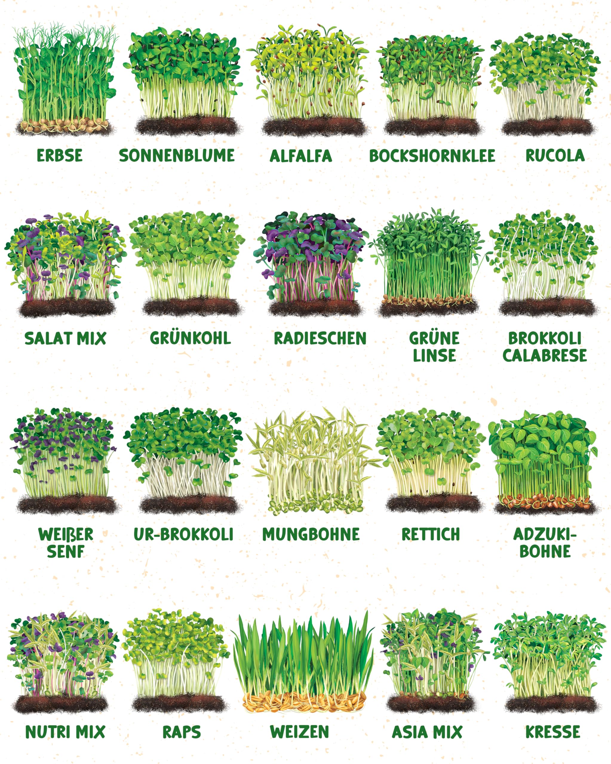 ZenGreens® - Bio Sprossensamen im 20er Set - Keimsprossensamen - leichte Zucht im Sprossenglas oder Anzuchtschale - Großpaket - 20 verschiedene Sorten - Microgreens Samen Mix - 20er Set