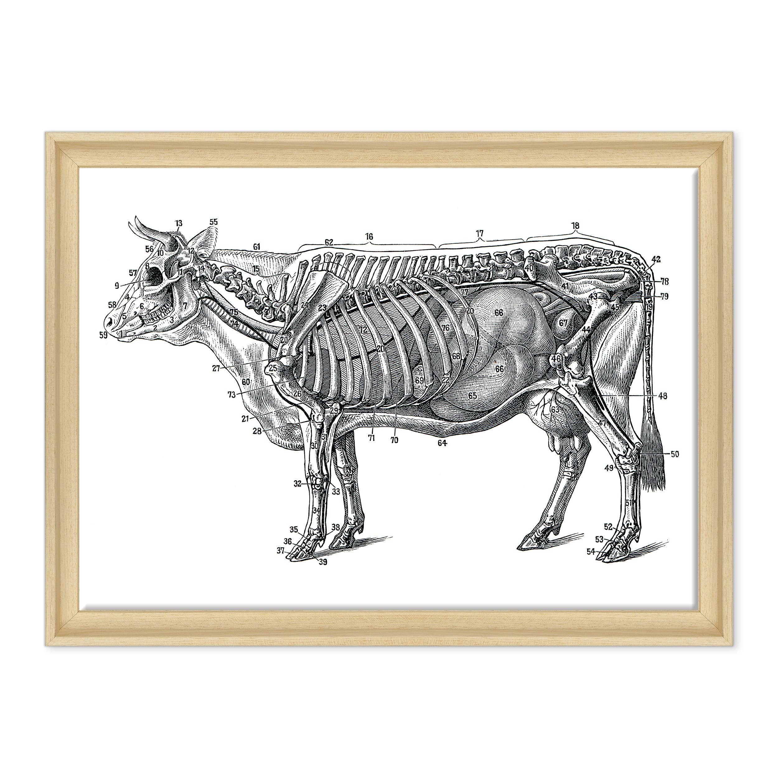 Tableau sur toile encadré – avec cadre – Section Anatomie Vache Veterinaire – 50 x 70 cm – Style contemporain bois naturel – (cod.3326)