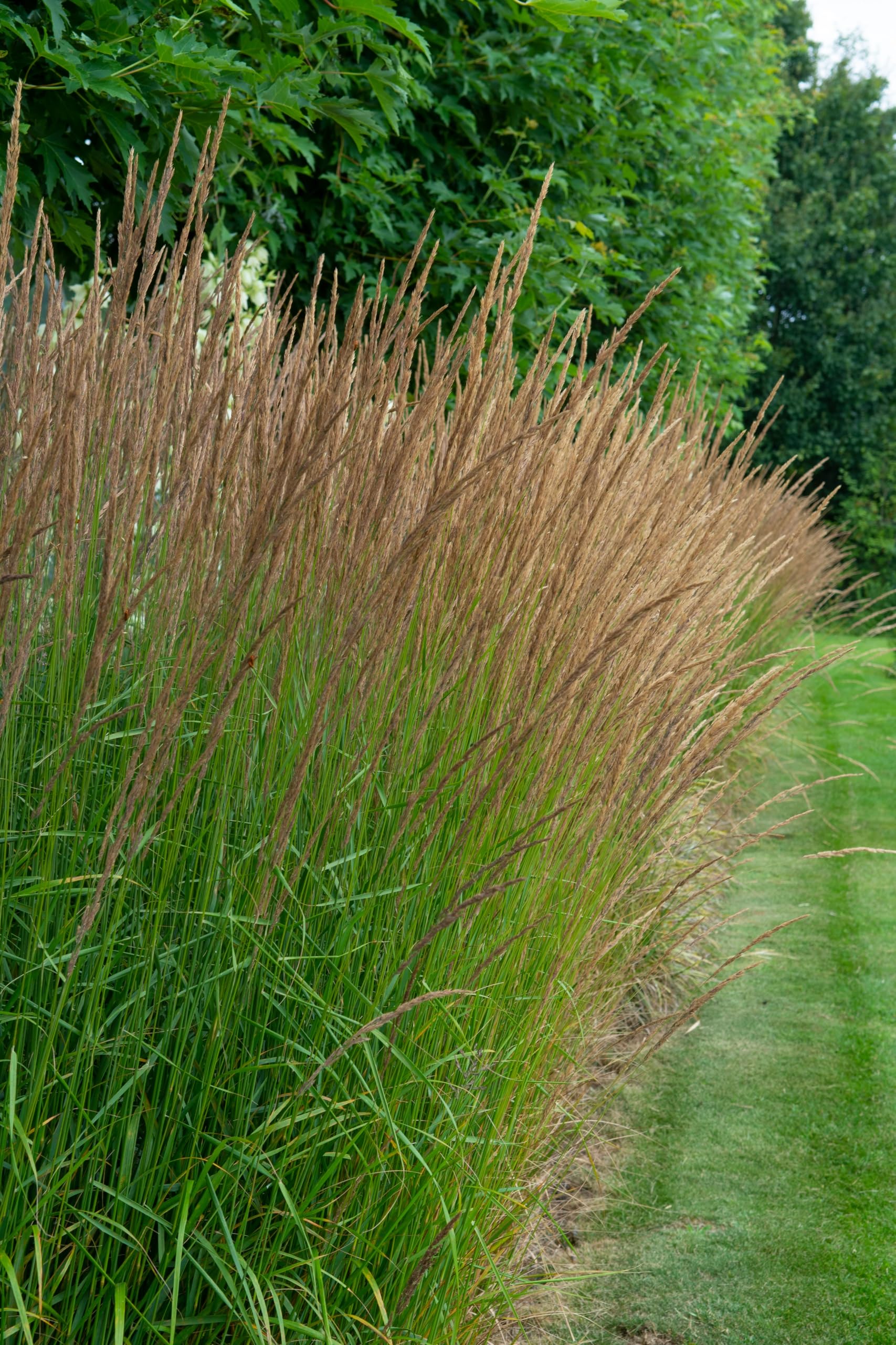 Stauden Gänge 10 x Molinia caerulea 'Moorhexe' Kleines Pfeifengras