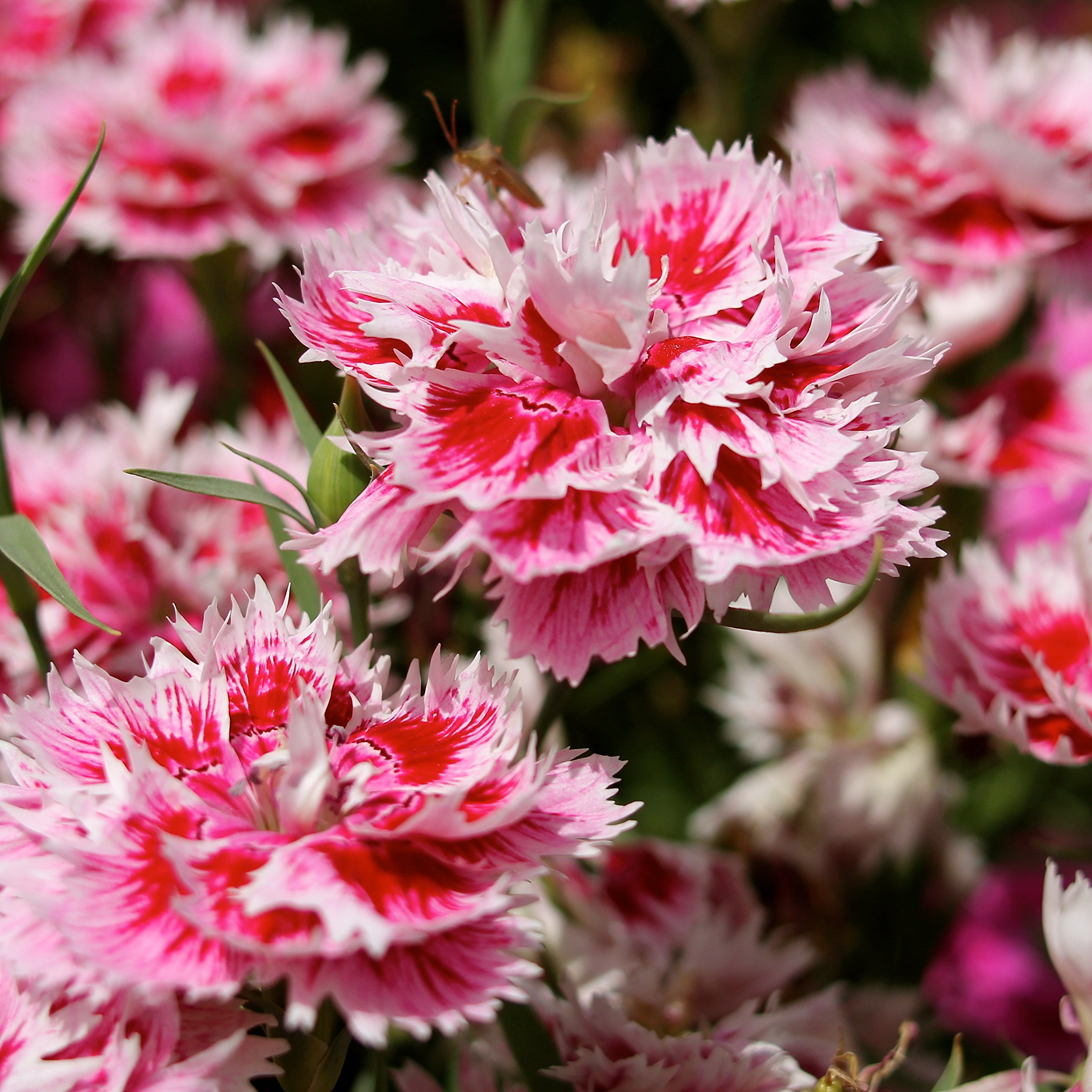 Biocarve Dianthus Baby Doll - Pack of 200 Seeds (B01ASWNI1W) Amazon Price History, Amazon Price Tracker