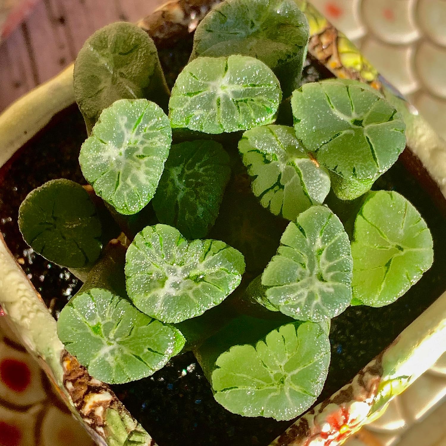 Haworthia truncata Purple Series Succulent Kit - with Plastic Pot, 2" Live Plant, Compressed Soil & Guide, for Garden Indoor Office Desk (1, Haworthia Maughanii-Sacred Spring)
