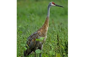 Sandhill Crane Call
