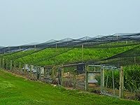 Vista 2 de Stromberg's Red anudada de 1 pulgada, red para aves de caza para faisanes y codornices, resistente, gallineros, jardinería, resistente a los rayos